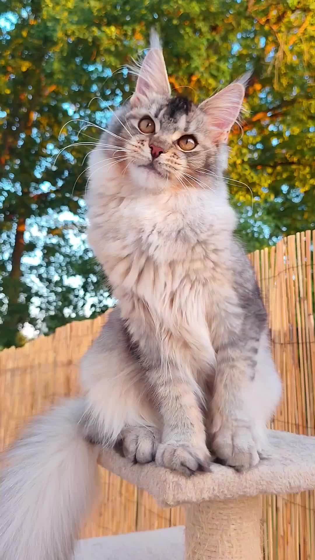 @Cattery Of Wild Kingdom