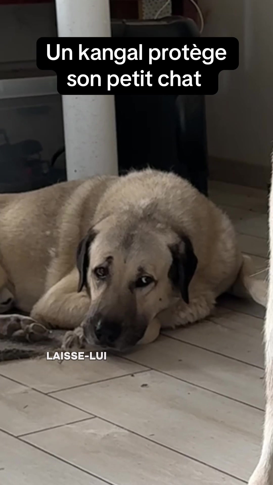 @Purekangal