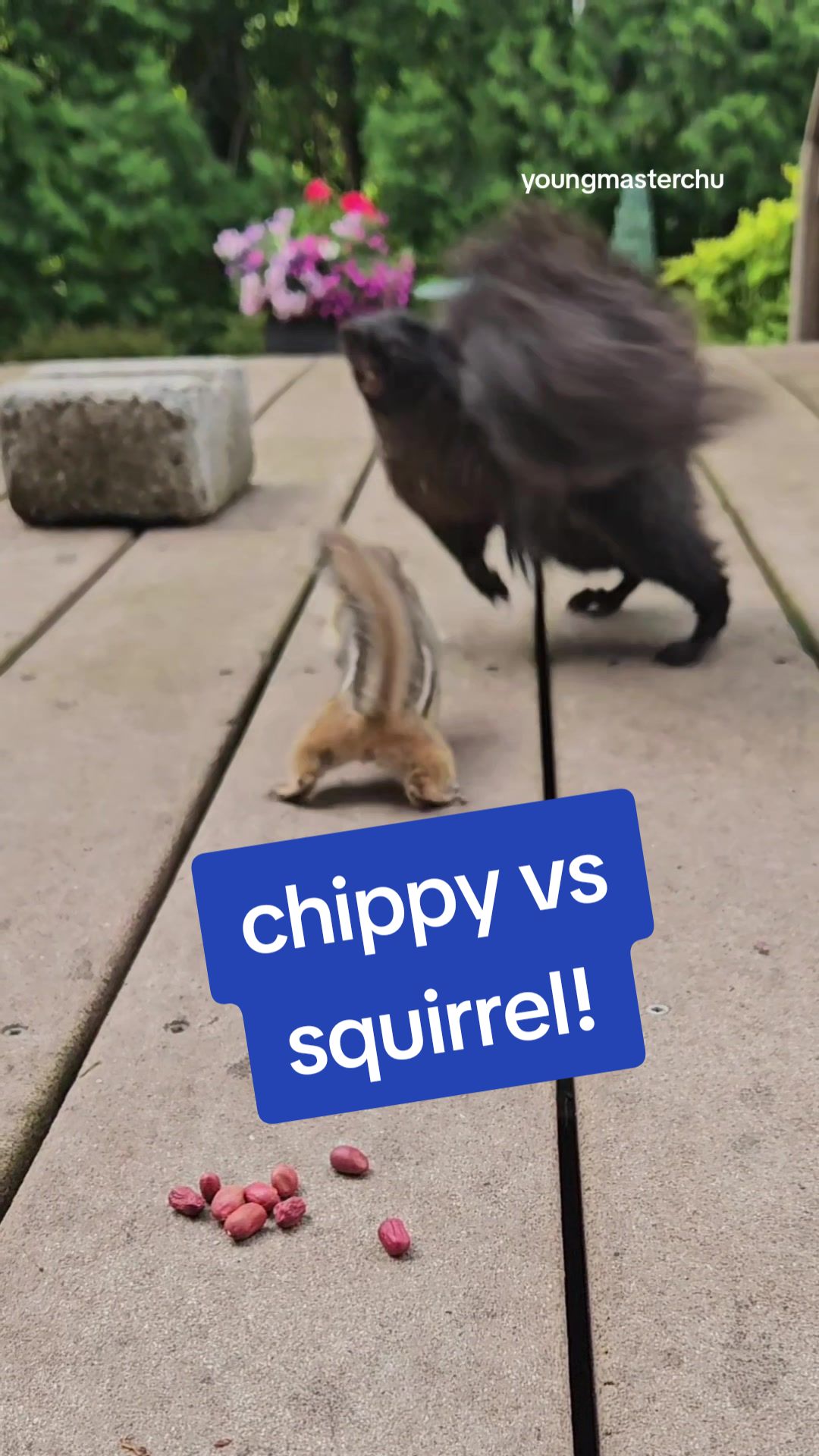 @youngmasterchu squirrel