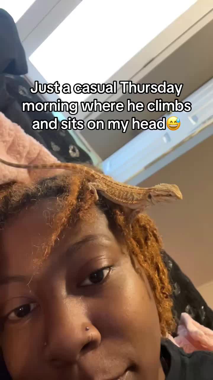 @Mezzy 🦎