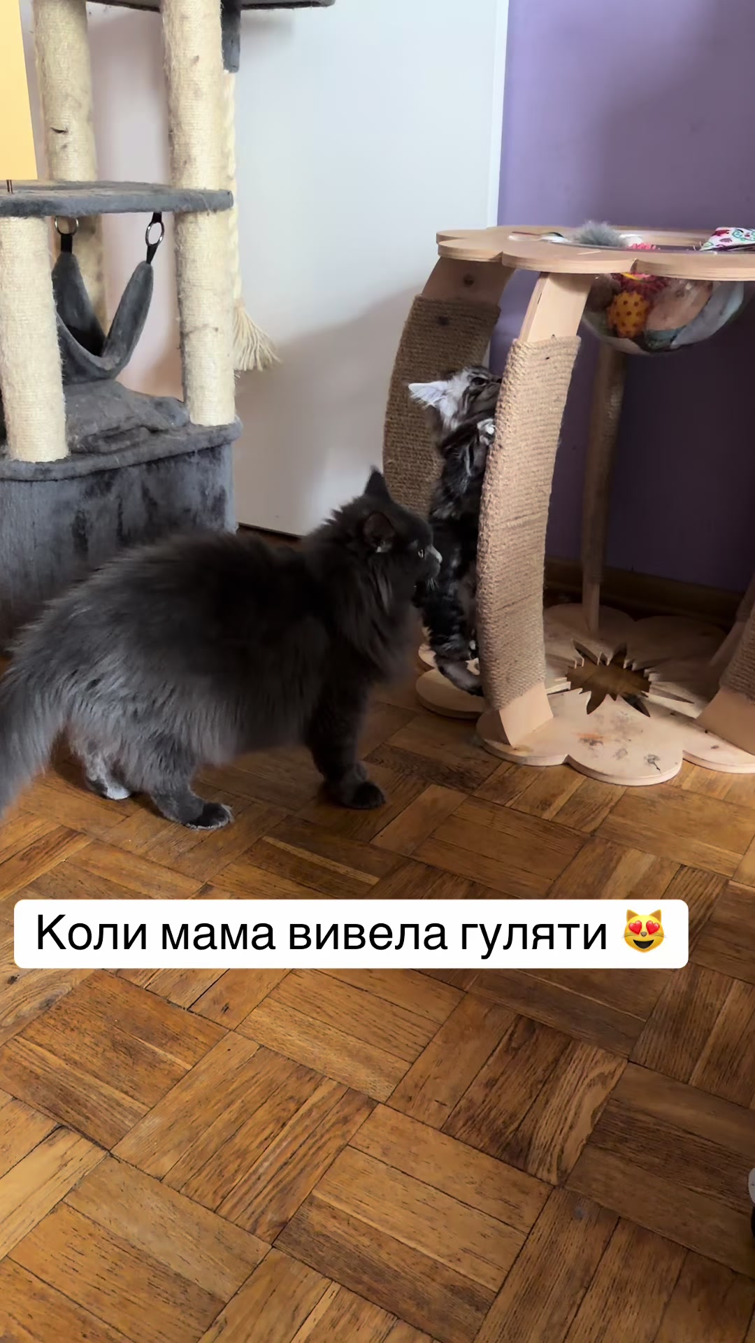 @PARAKENTOS*UA Maine coon