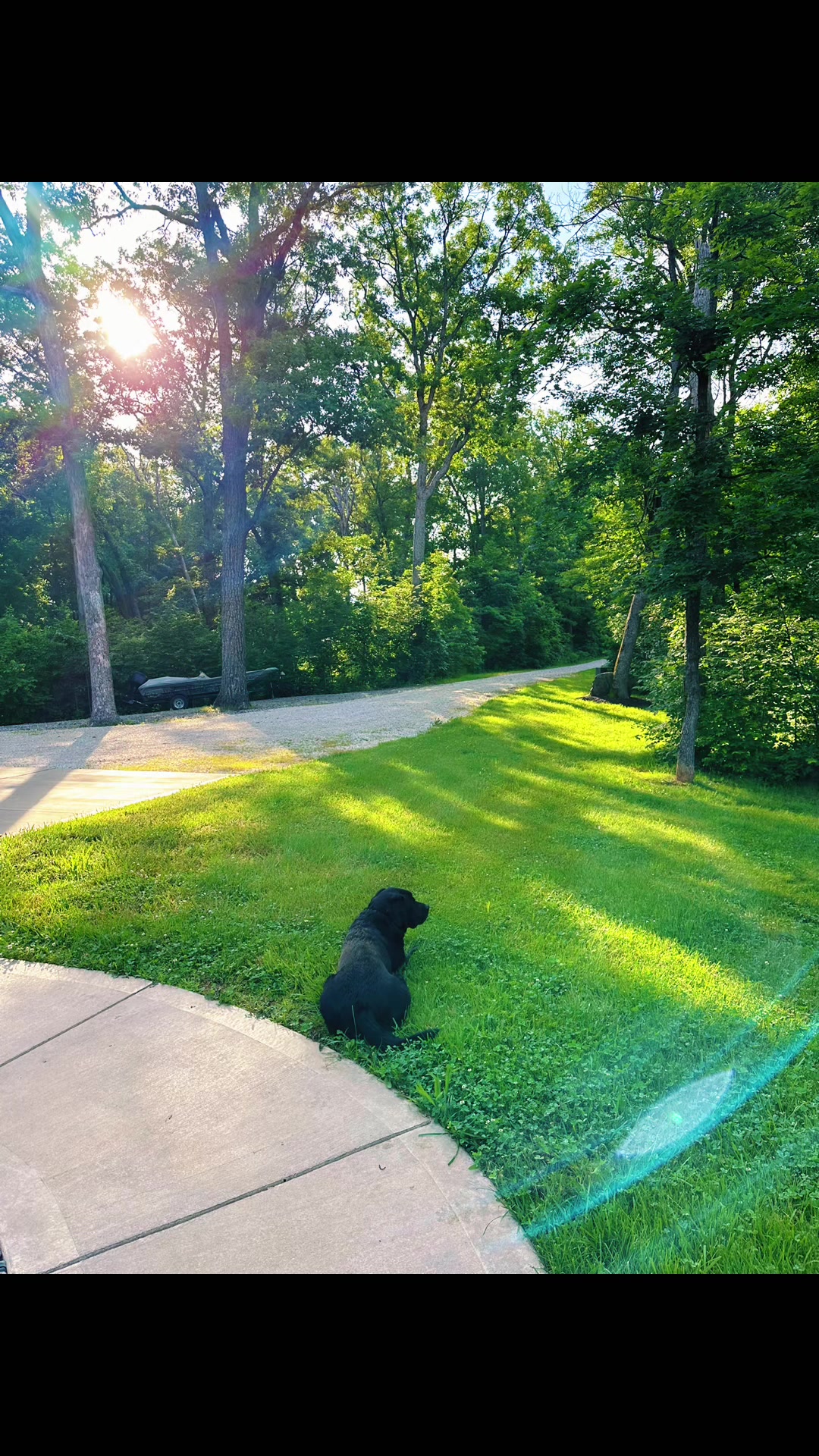 @Gunner the Good Boy Black Lab
