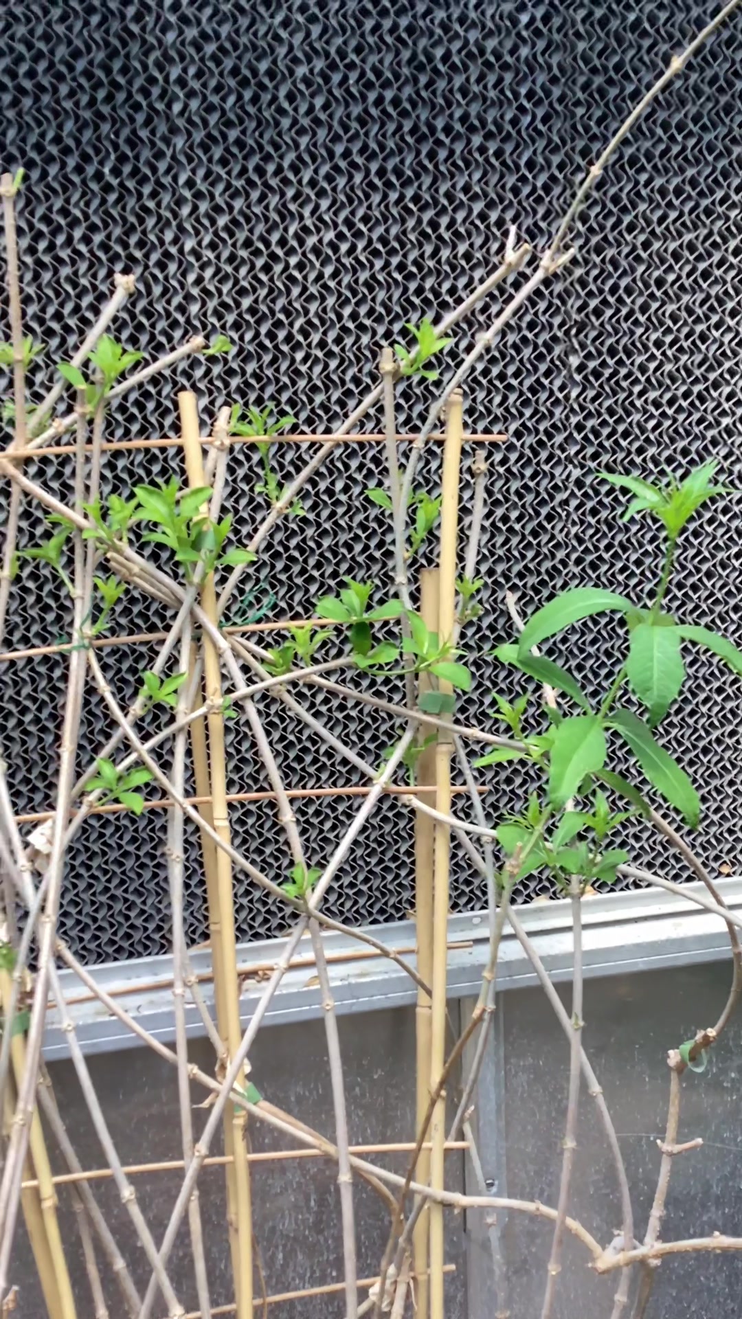 @bsu greenhouse