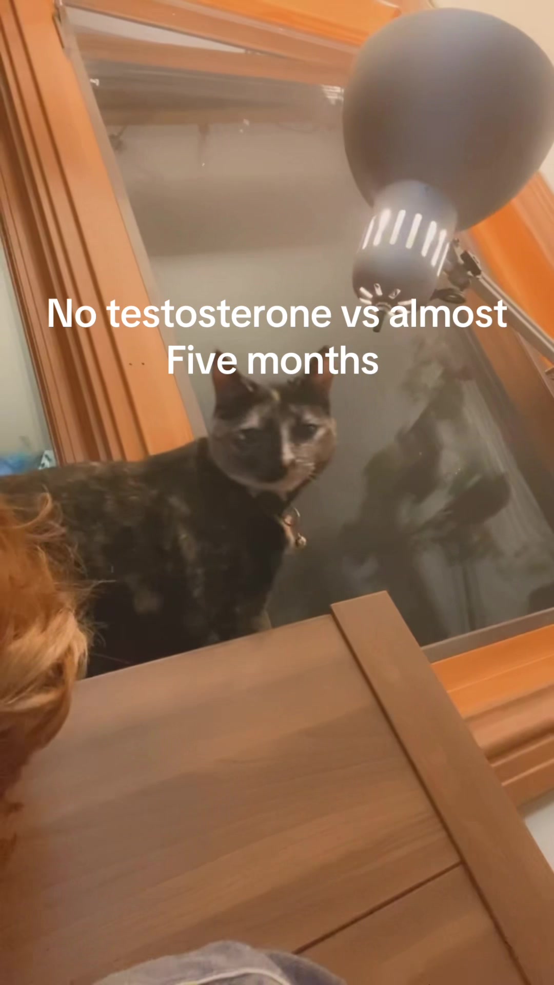 @mushie_cat