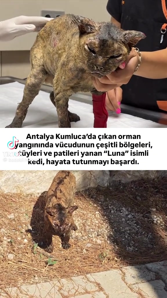 @👑👑Serife Nazan Hasdemir 👑👑