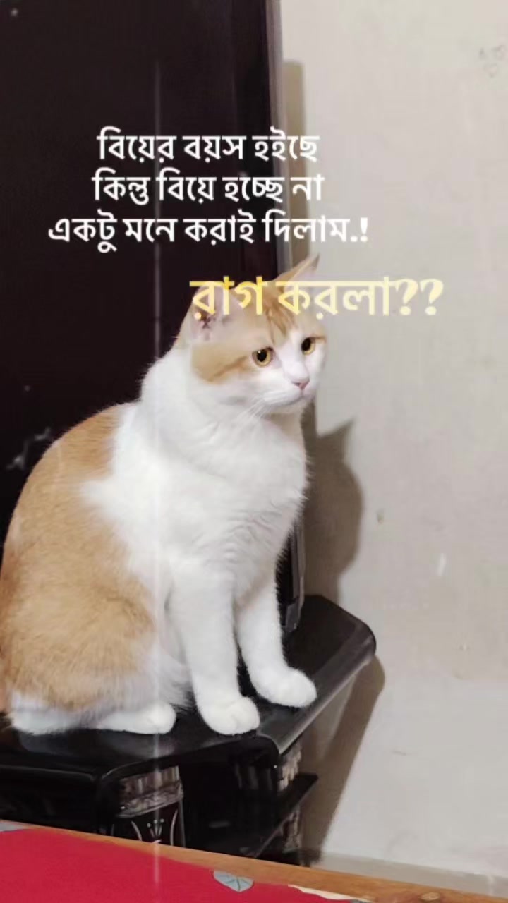 @Mitthi the Meow Meow