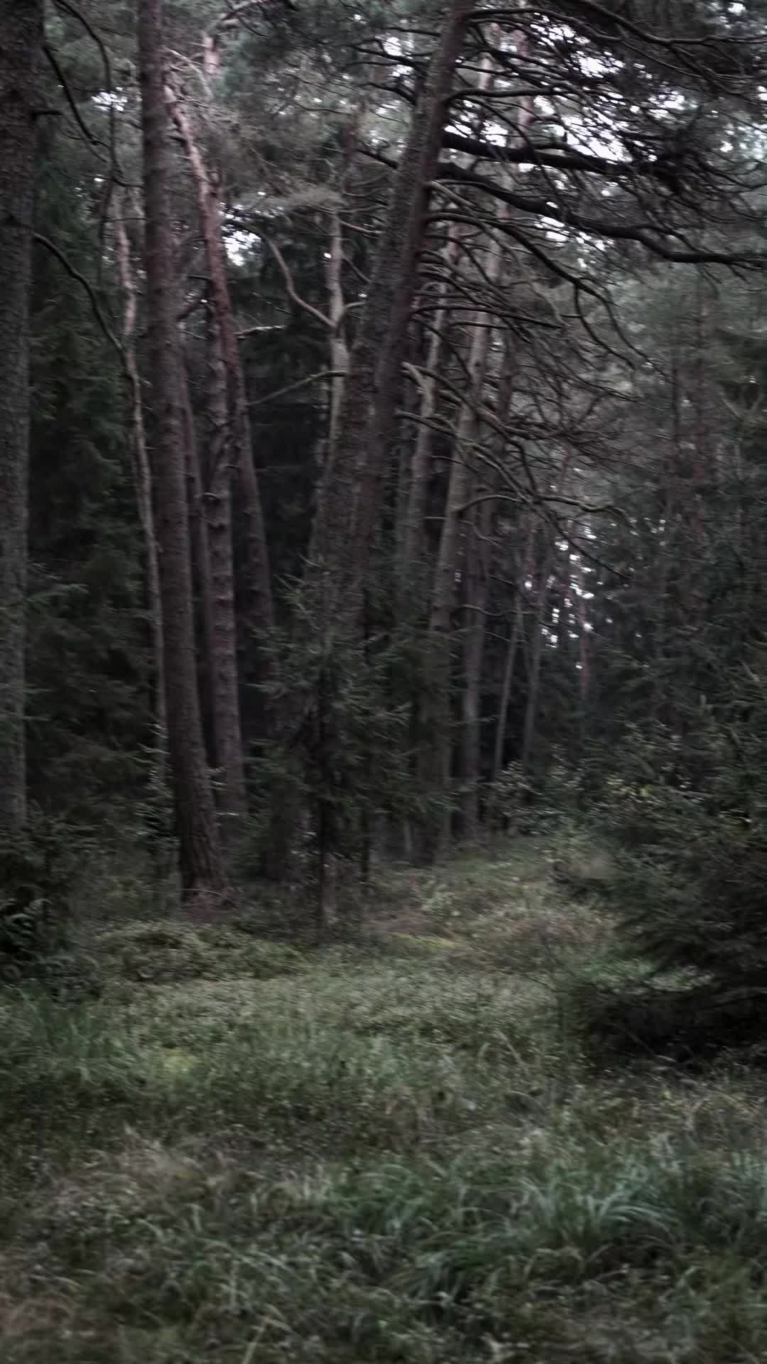 @TreeTales
