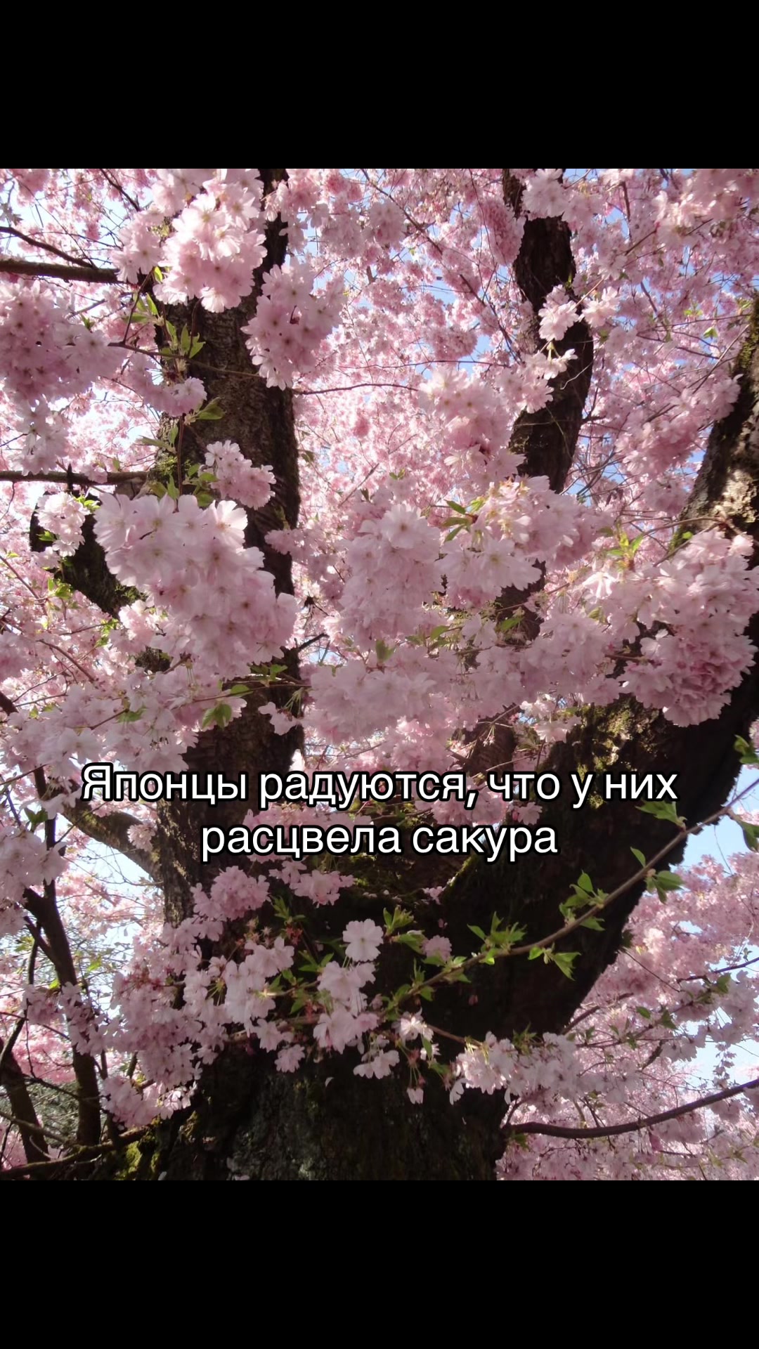 @veronichka🌷