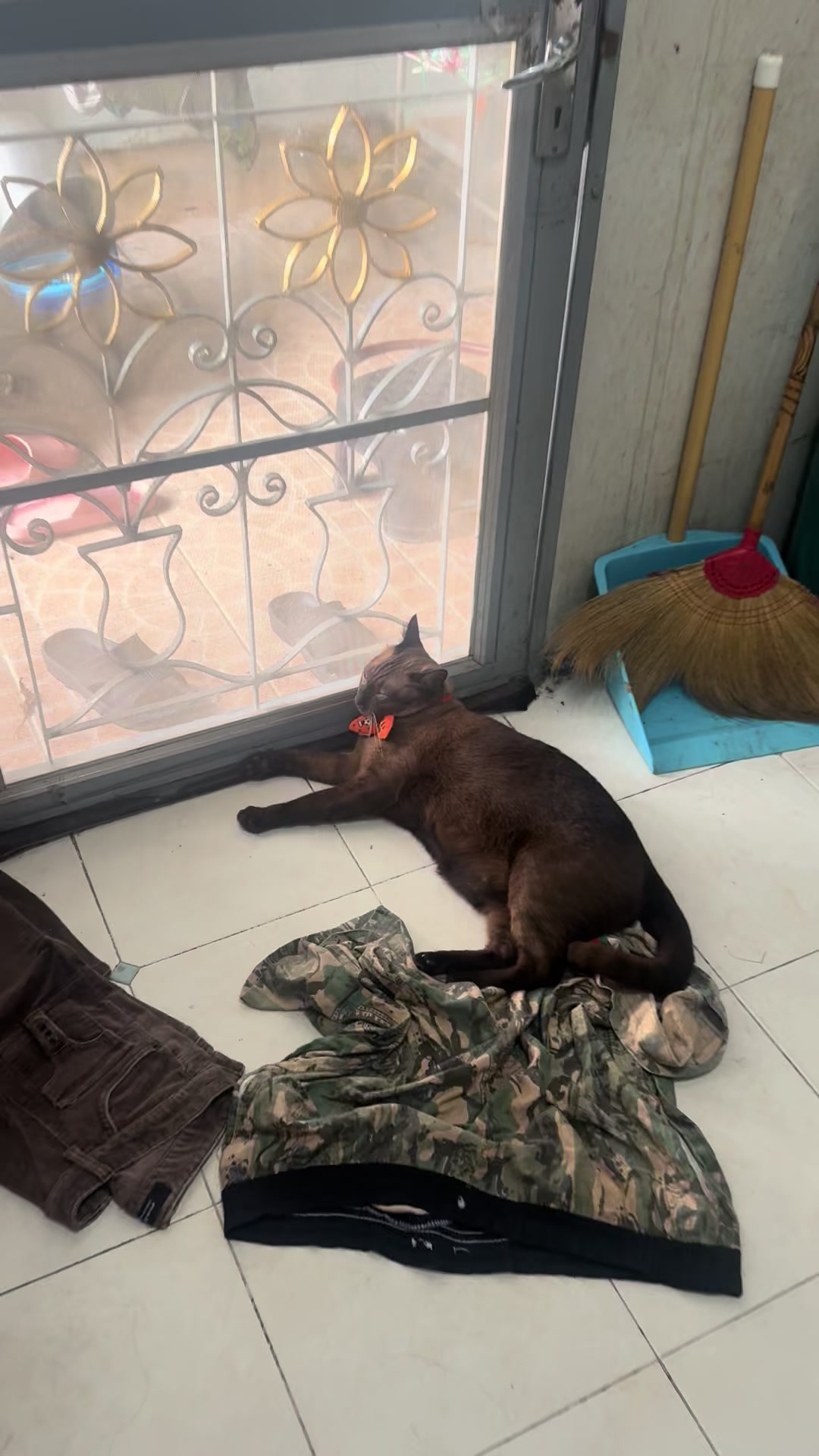 @White.black.orange.cats