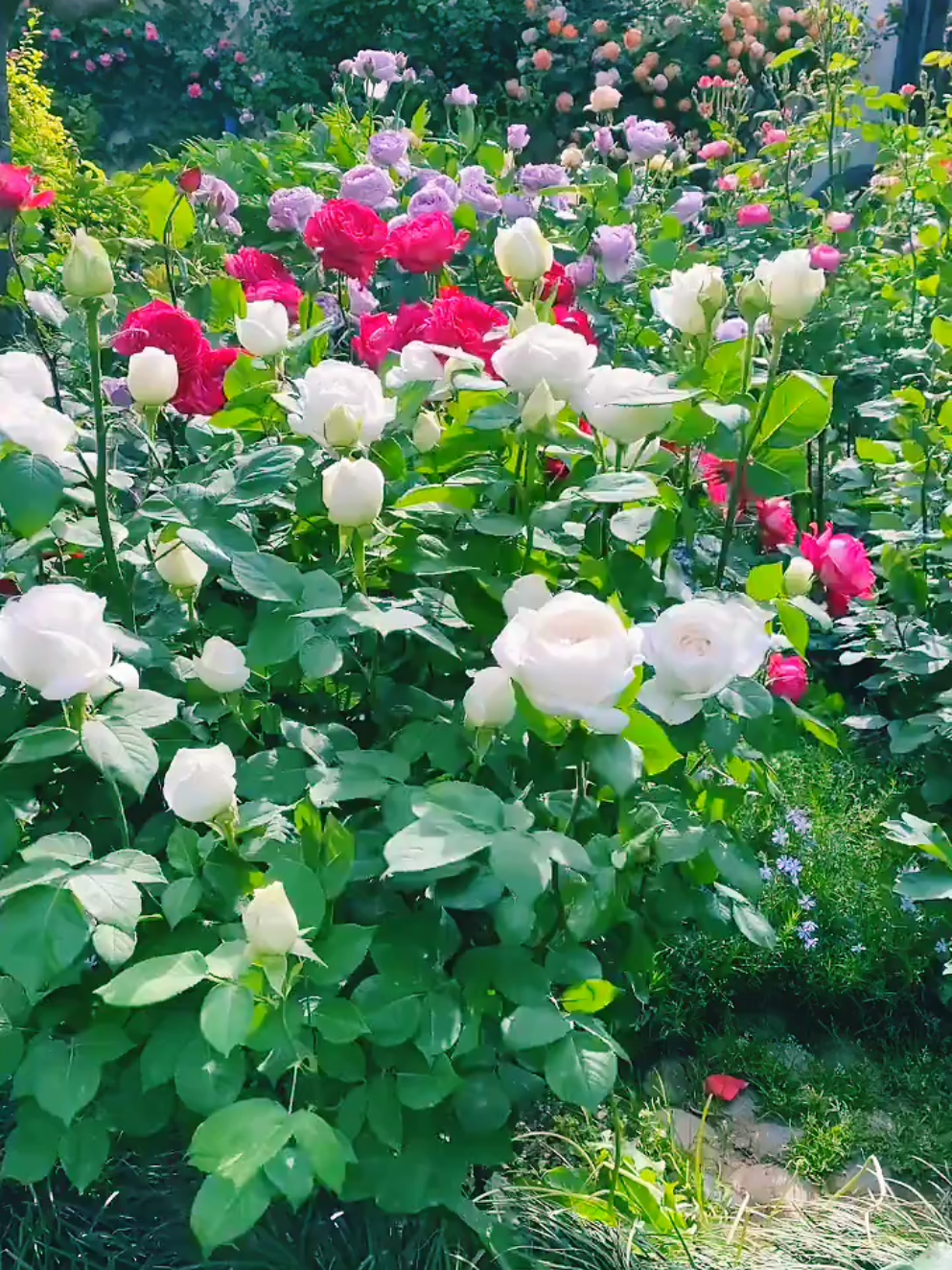 @💚Green Heart🇦🇿Yaşıl Ürək💚