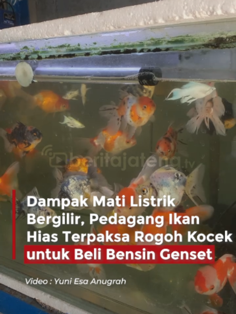 @Beritajateng.TV