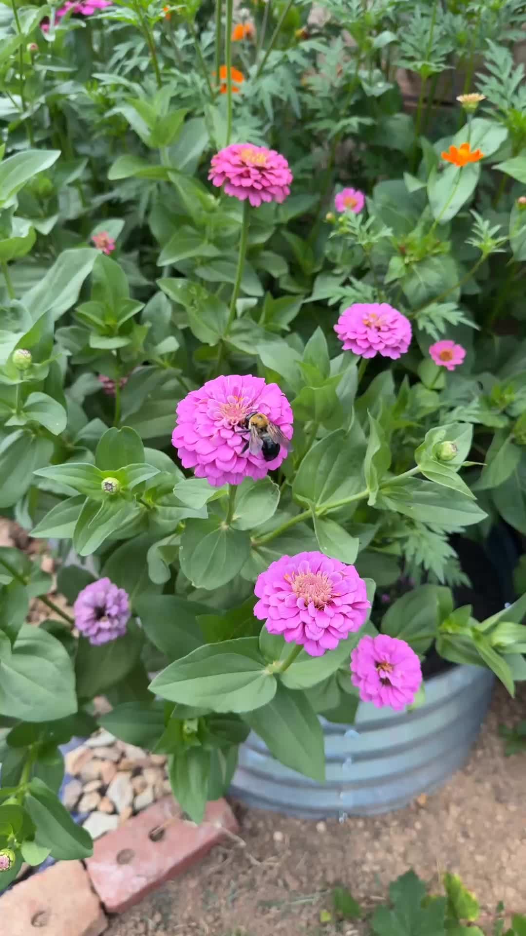 @jacksonridgefarm