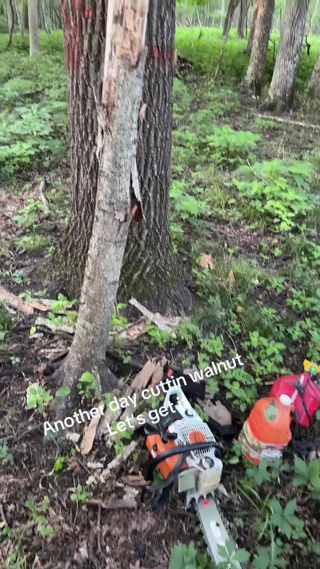 @treecutterjake