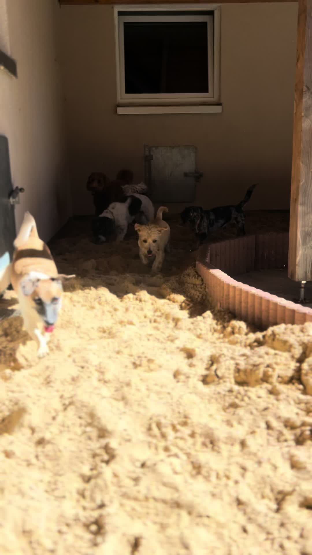@Hunde- und Katzenpension