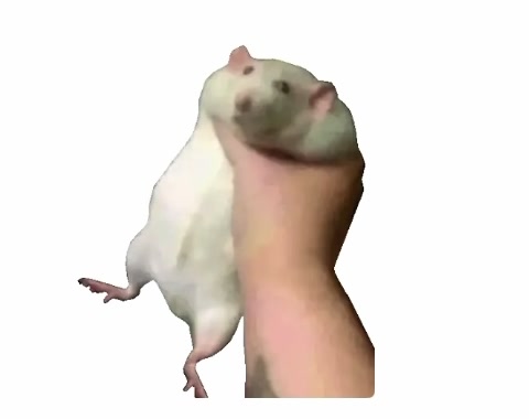 @Gargamel L'Féroce 🐀✨