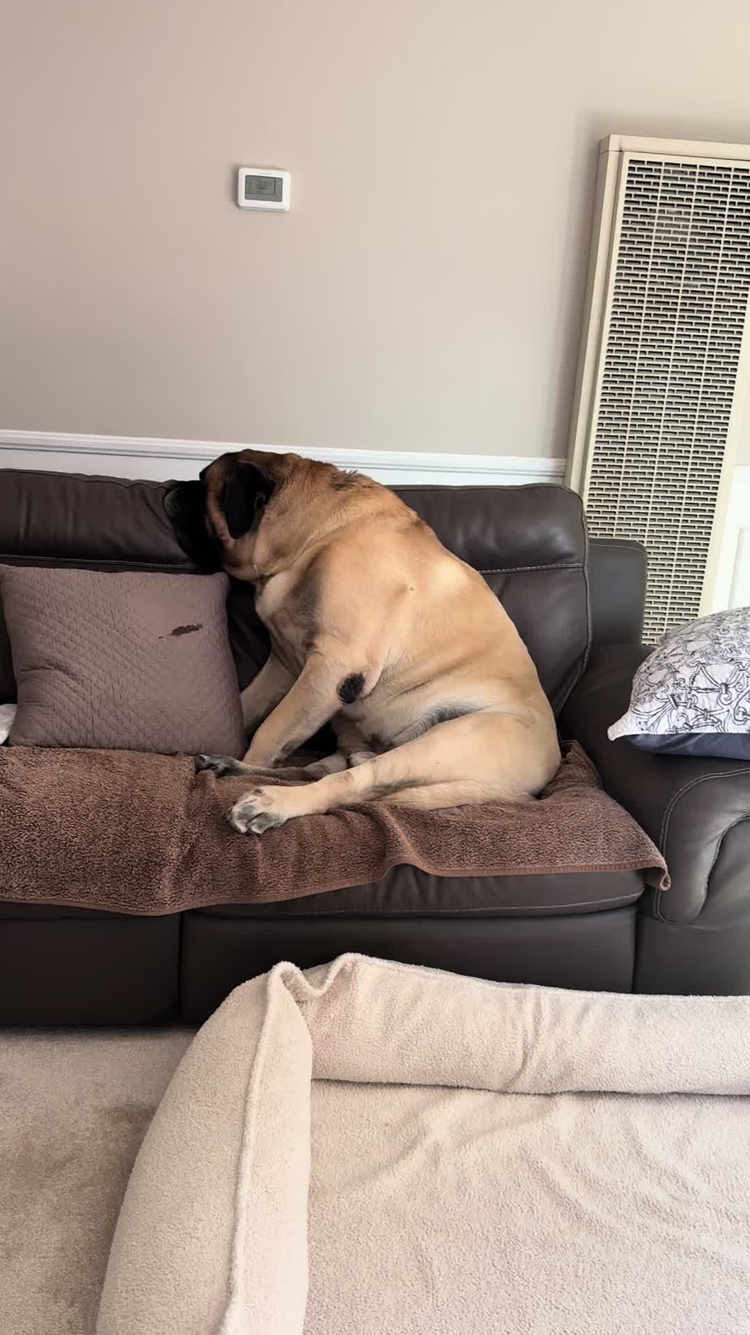 @Fronkythemastiff