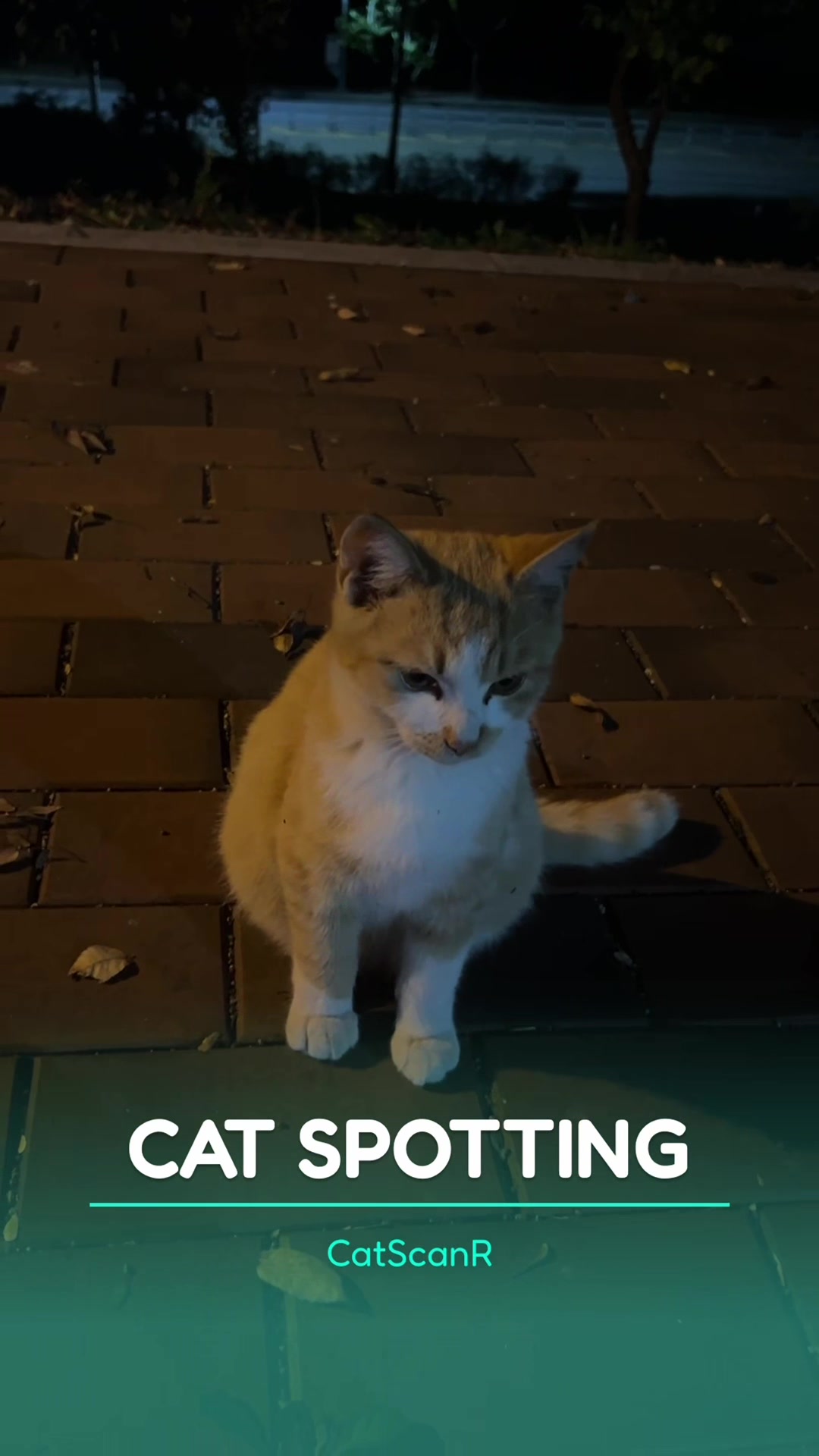 @CatSwoppr