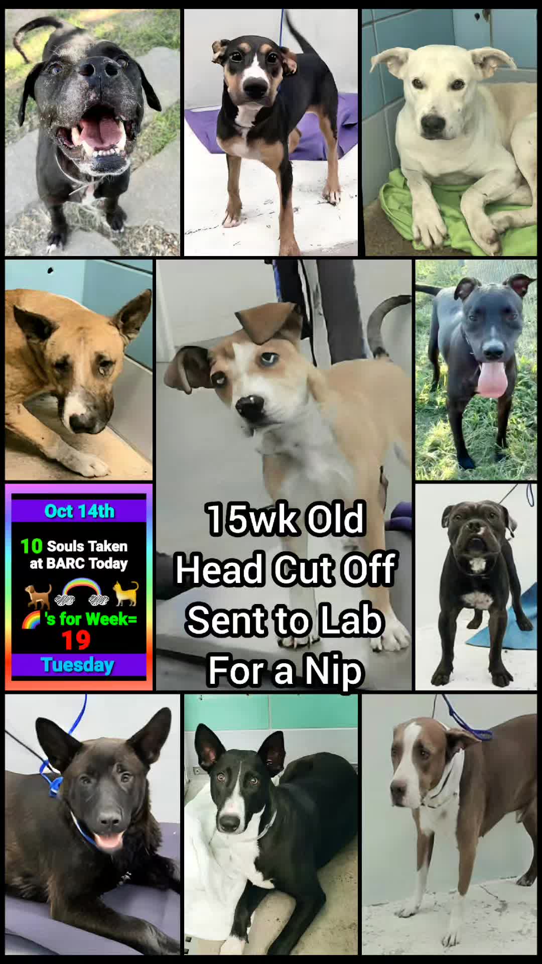 @Save Dog Souls