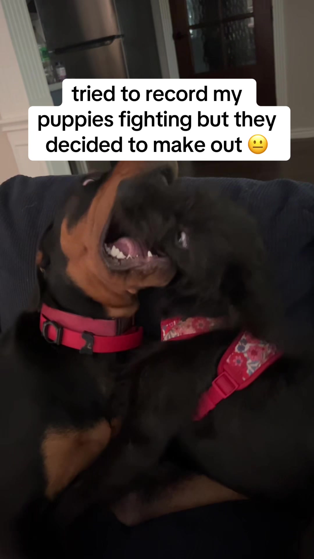 @adrian