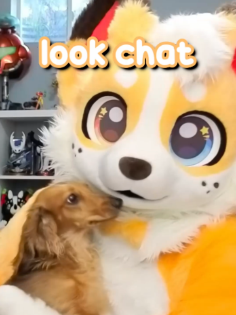 @Corgi
