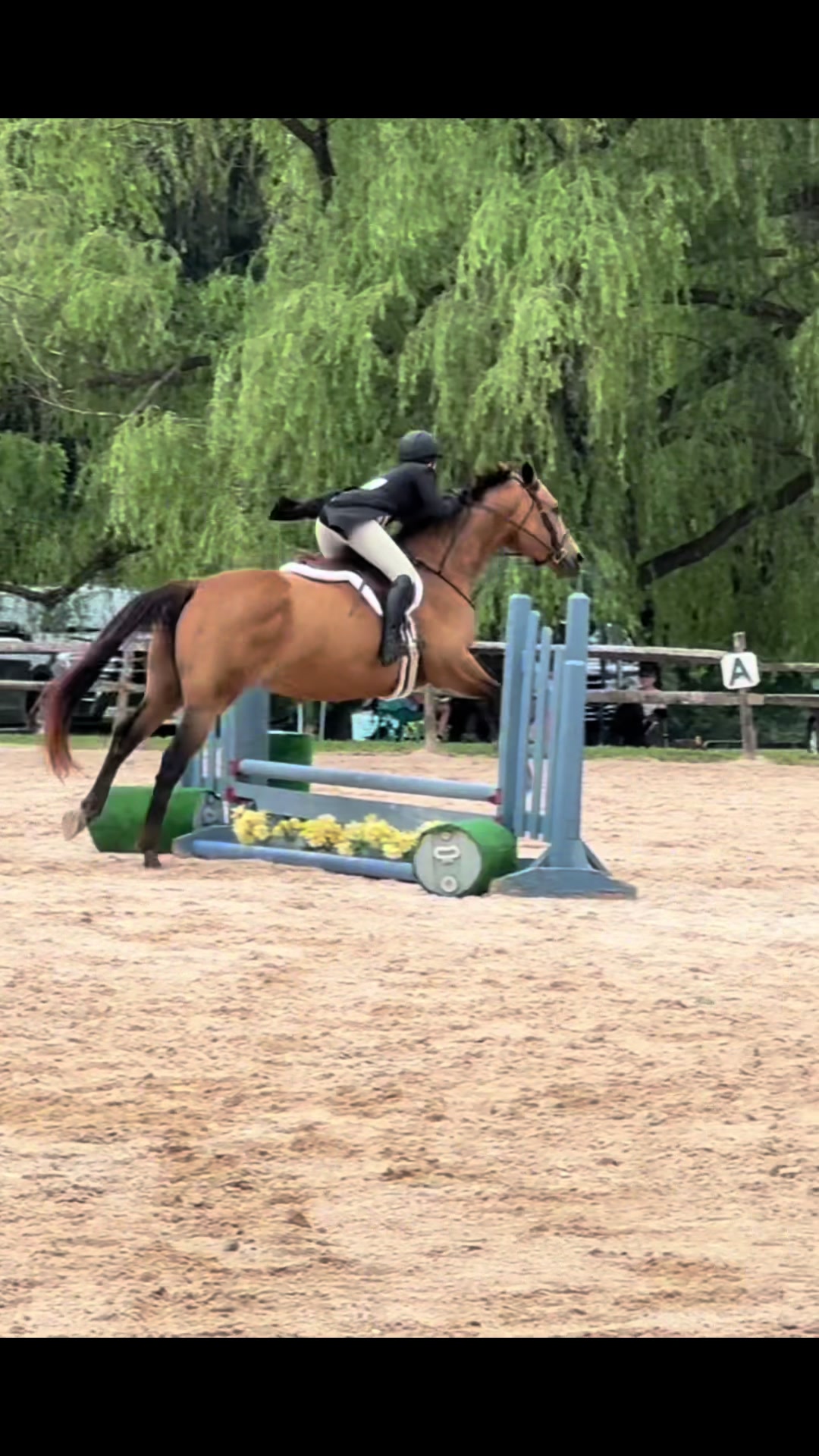@Aftyn 🐎