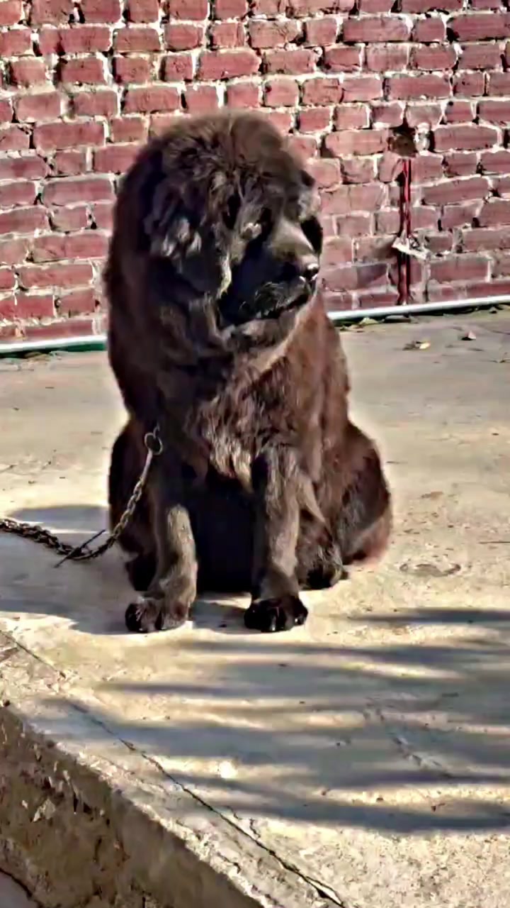 @Kashmiri_Bakrwal_Dog
