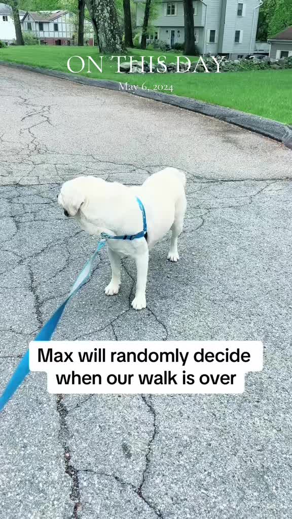 @The Polite Pooch