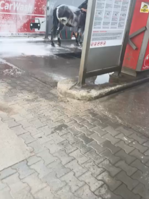 @Horses TikTok