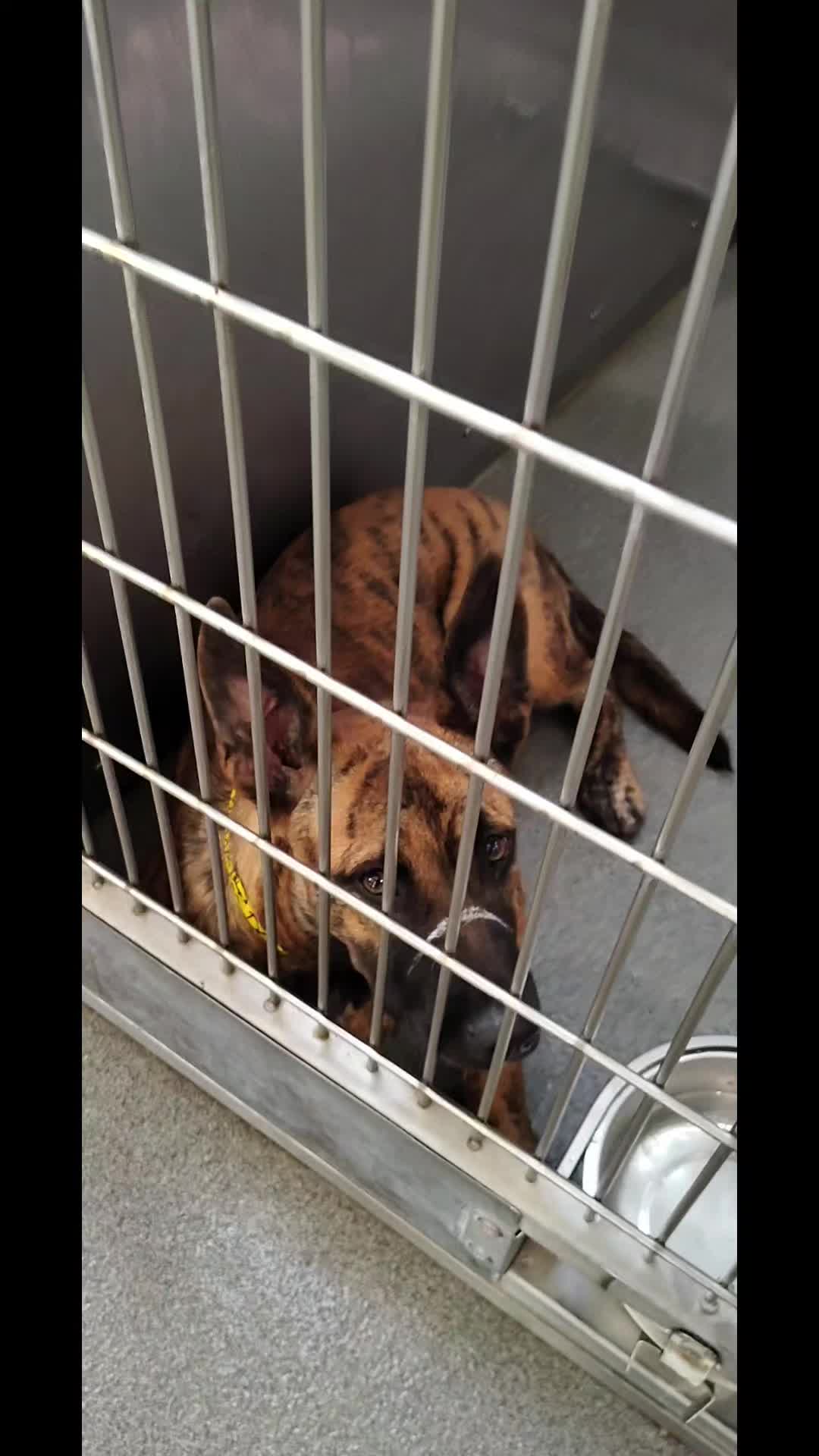 @Saving Seaaca Animals