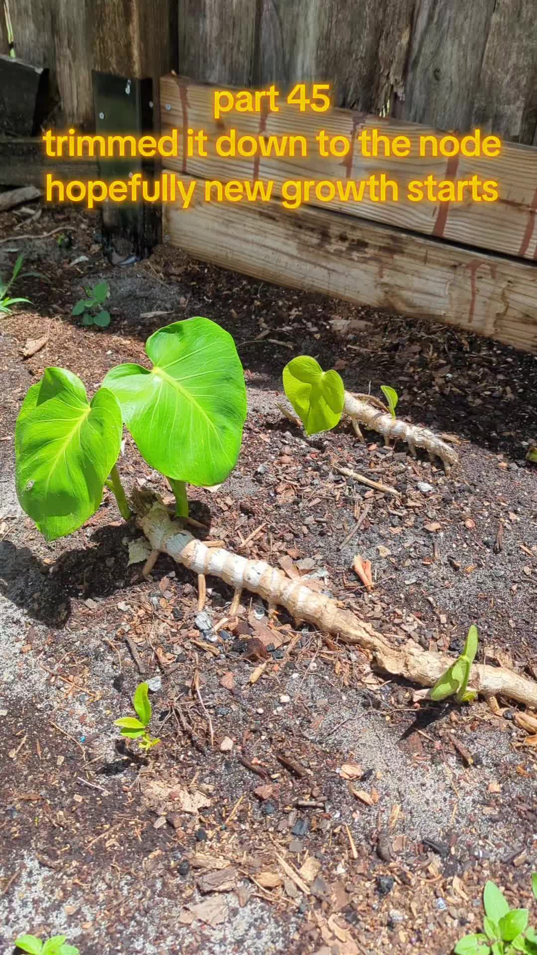 @Monstera Man