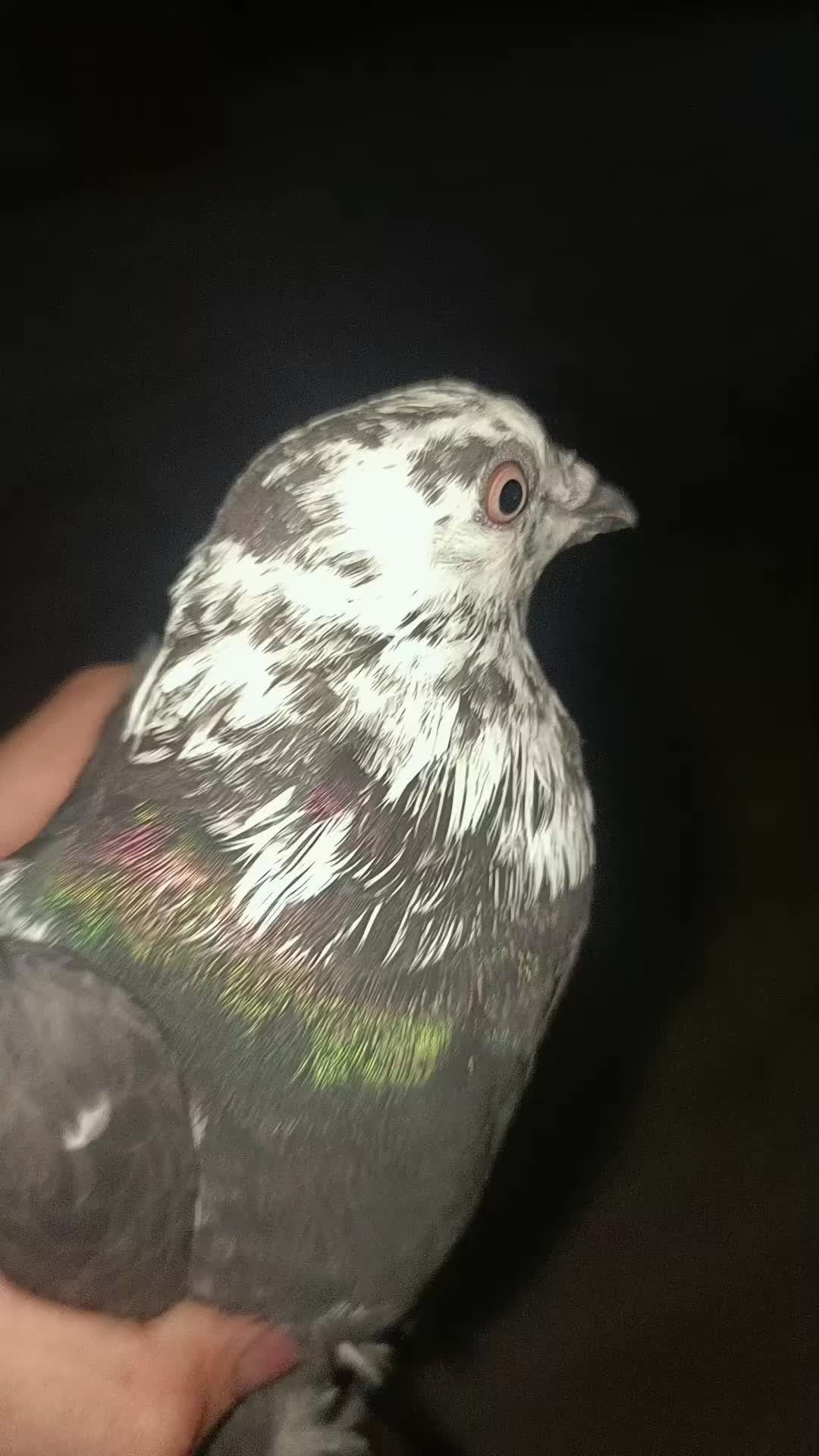 @Pigeon_which_unusual3