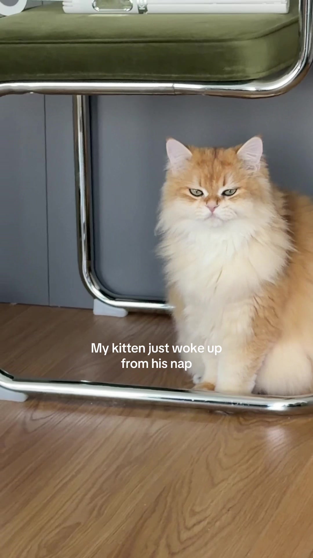 @Cleo the City Kitty