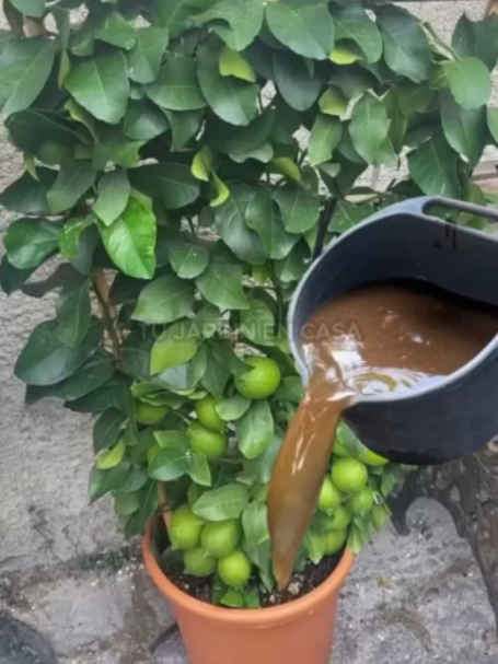 @Tu jardín en casa