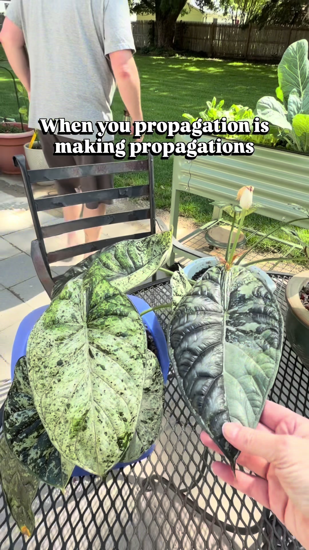 @Pothosiblyaboutplants