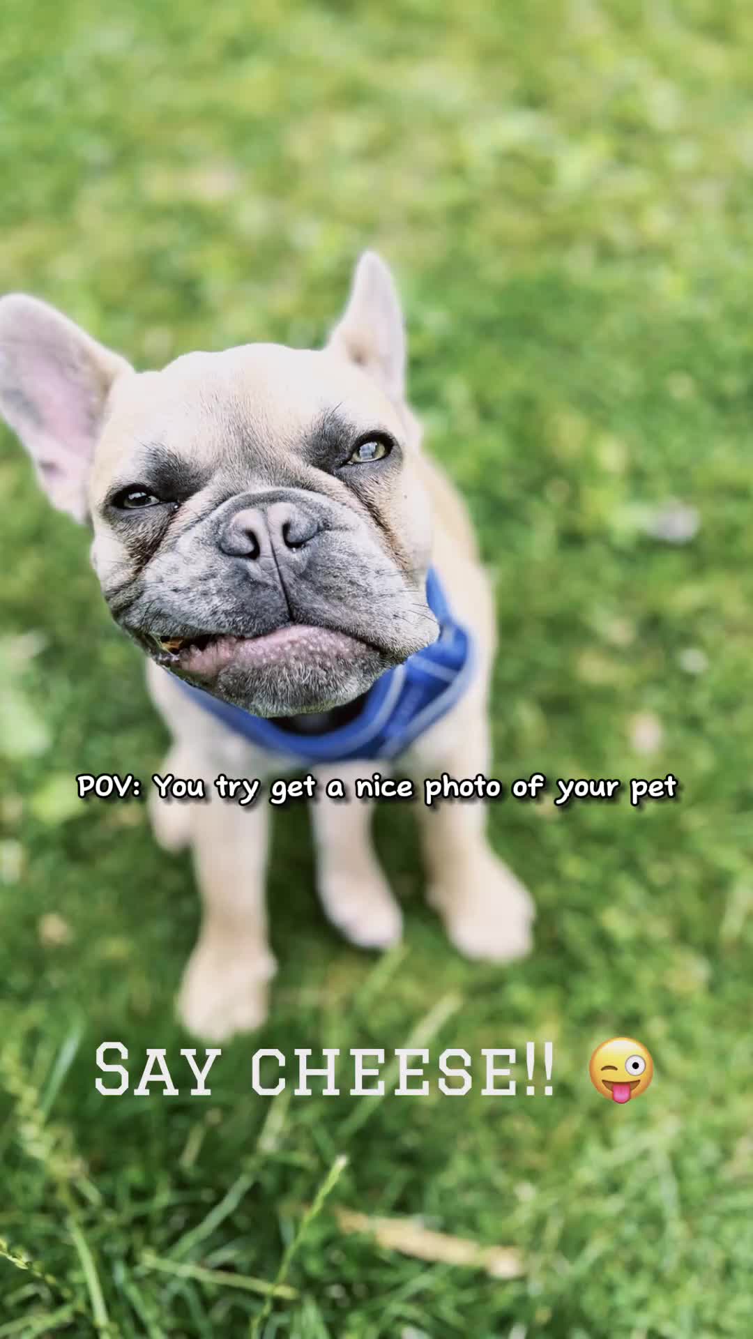 @Crown & Trend