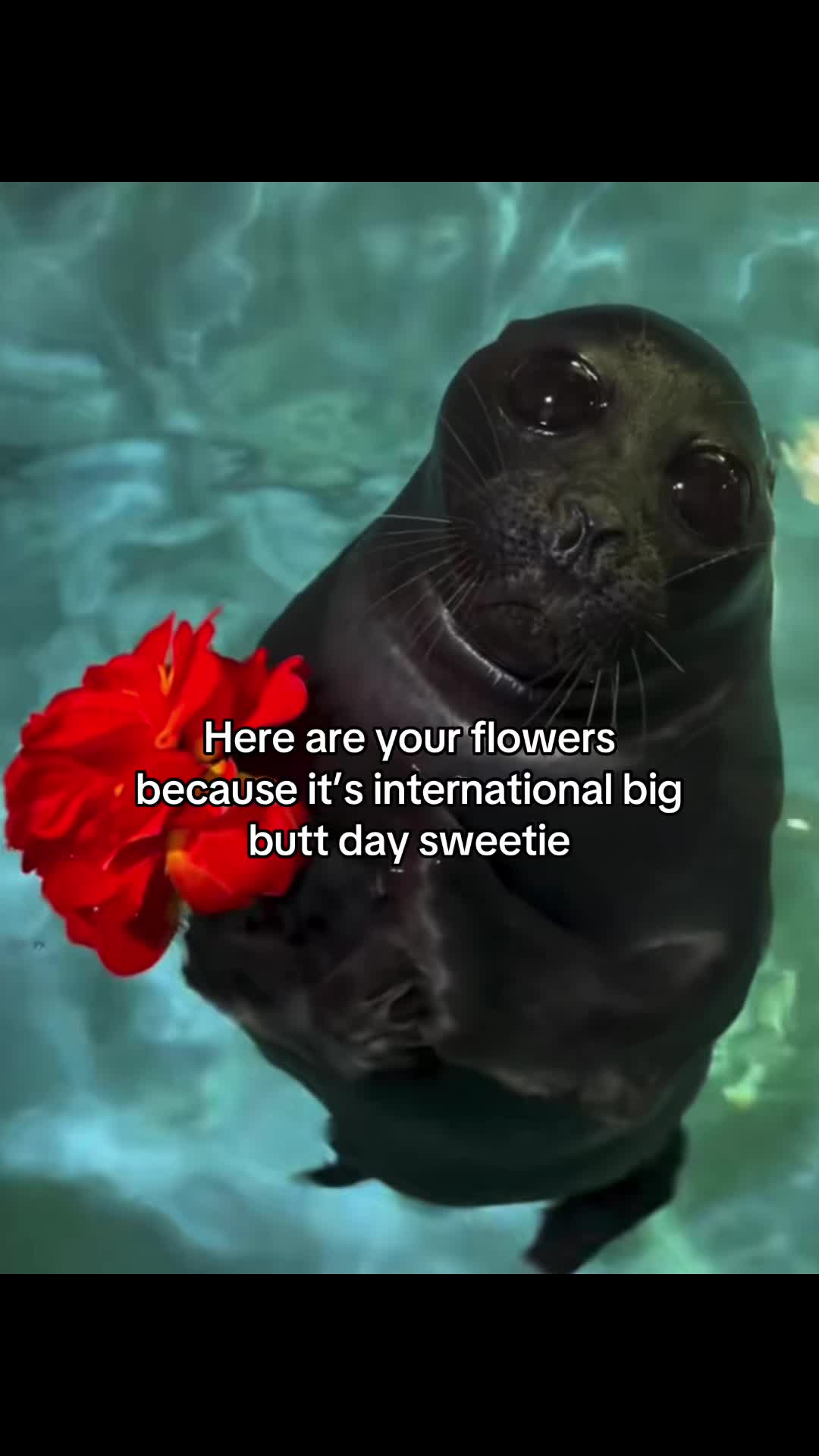 @Boxi