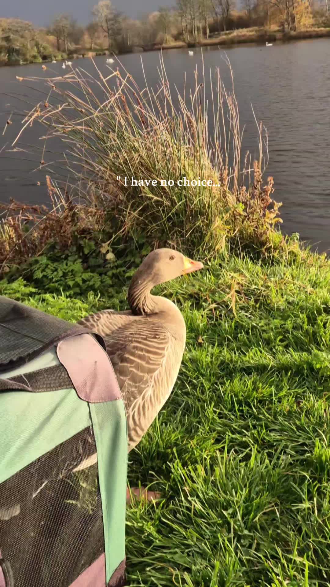 @wildlife_rescue_adventure