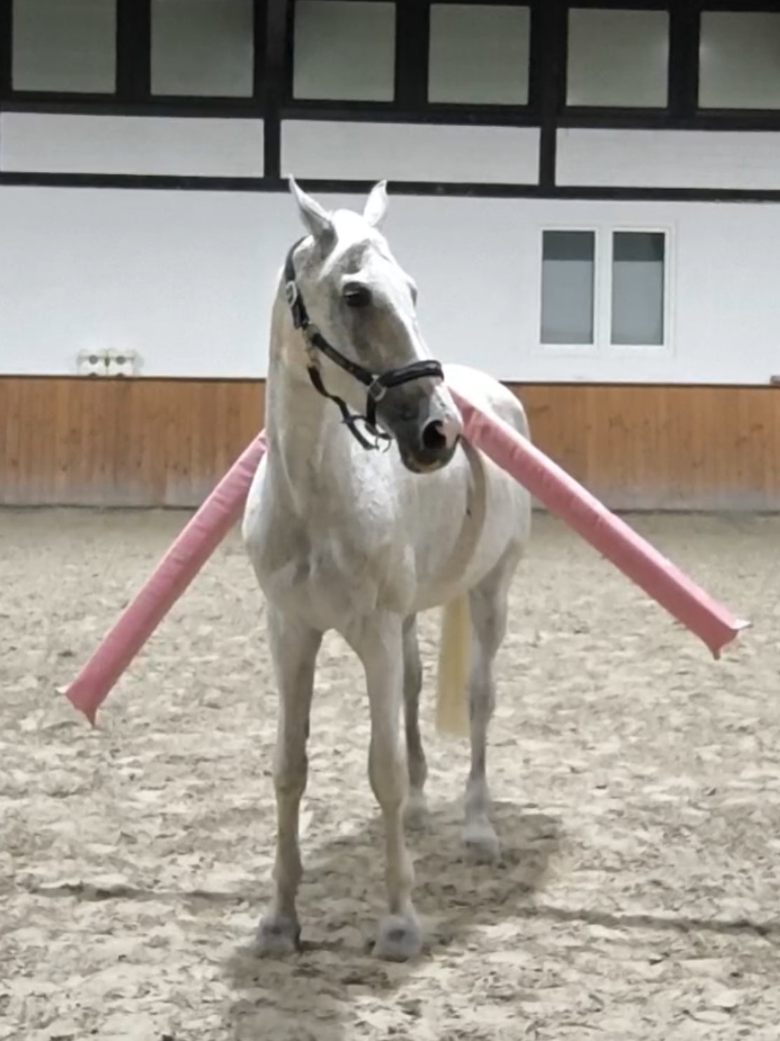 @Spring"Pony"Casha