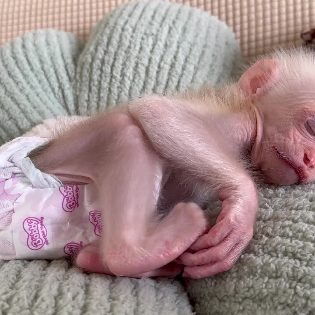 @Monkey TP