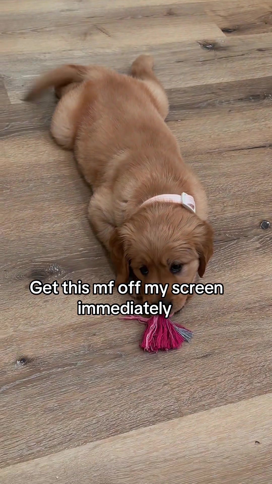 @macie jo