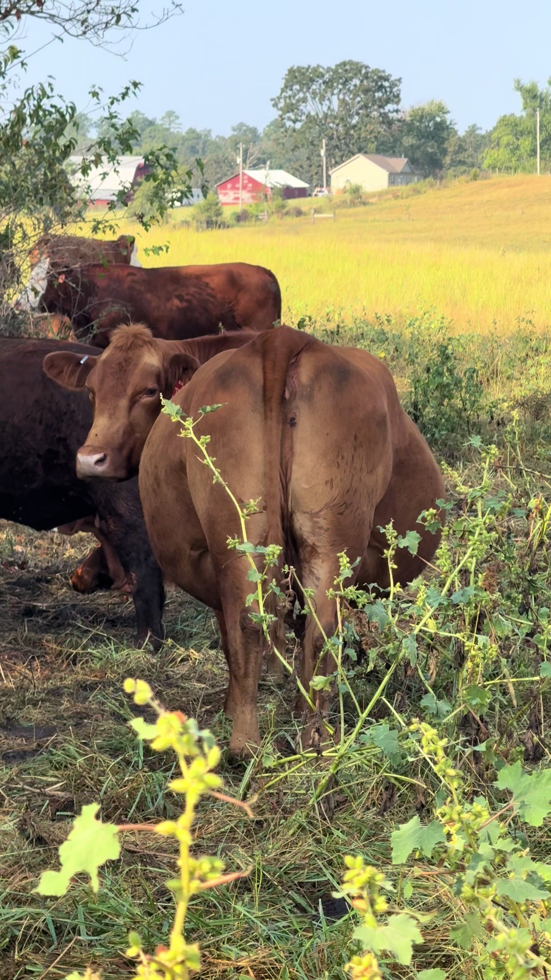 @Massey Land & Cattle