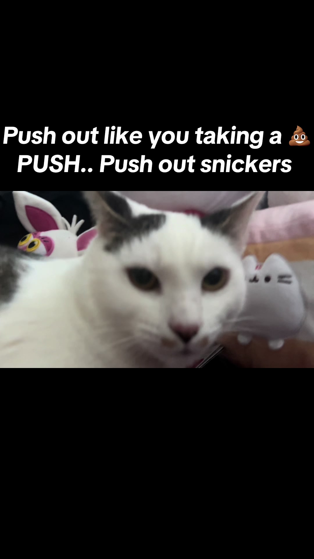@fatplumpythugcat9000
