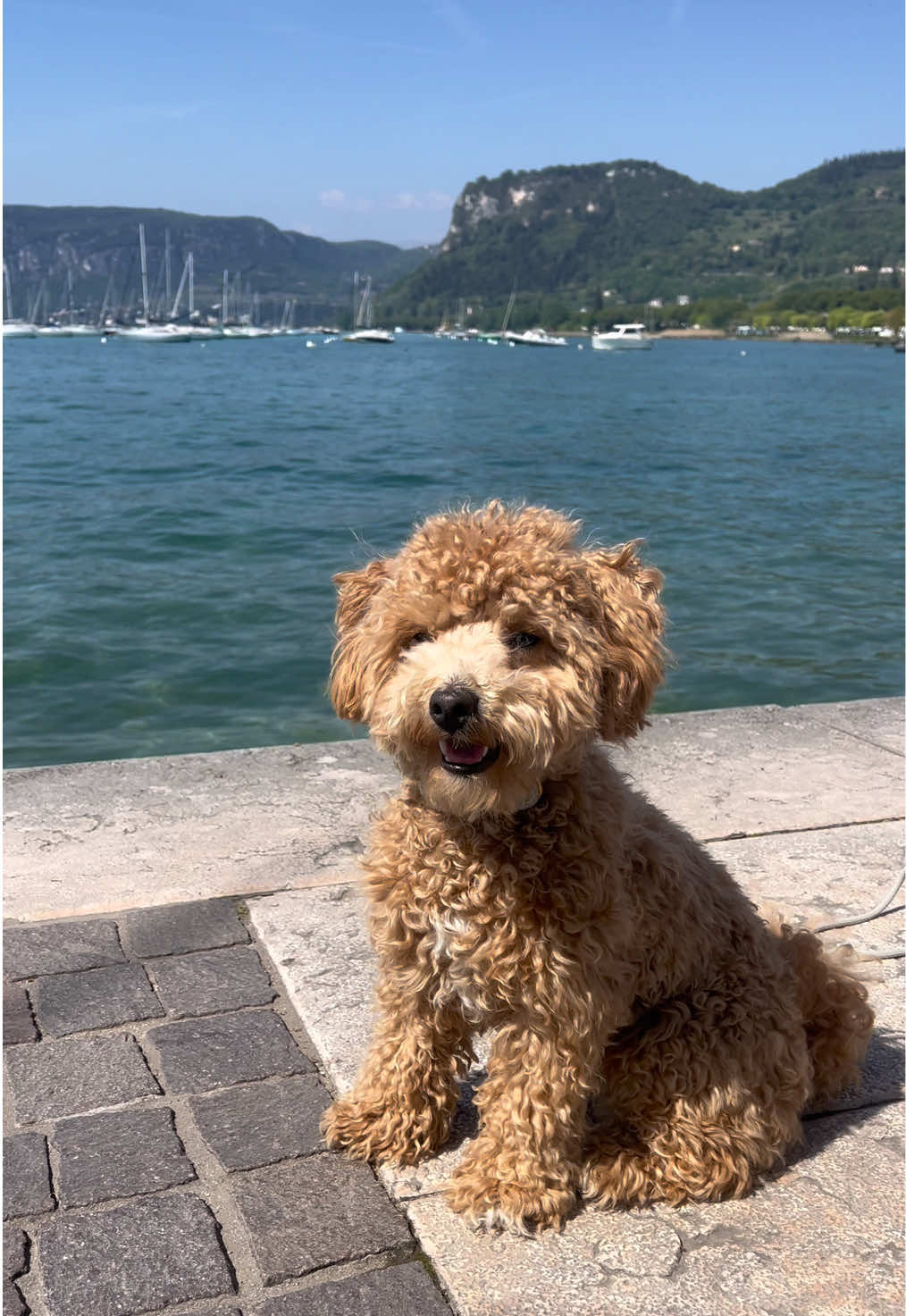 @dinothemaltipoo