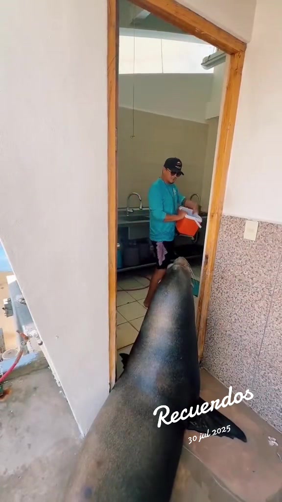@Juan Anaya Trainer 🐬🦭
