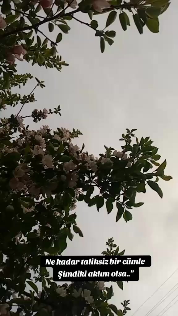 @"🦋
