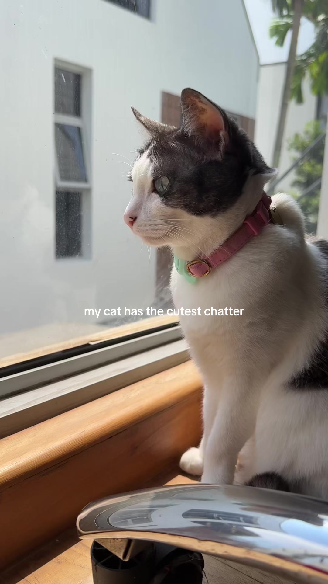 @Boobooraw
