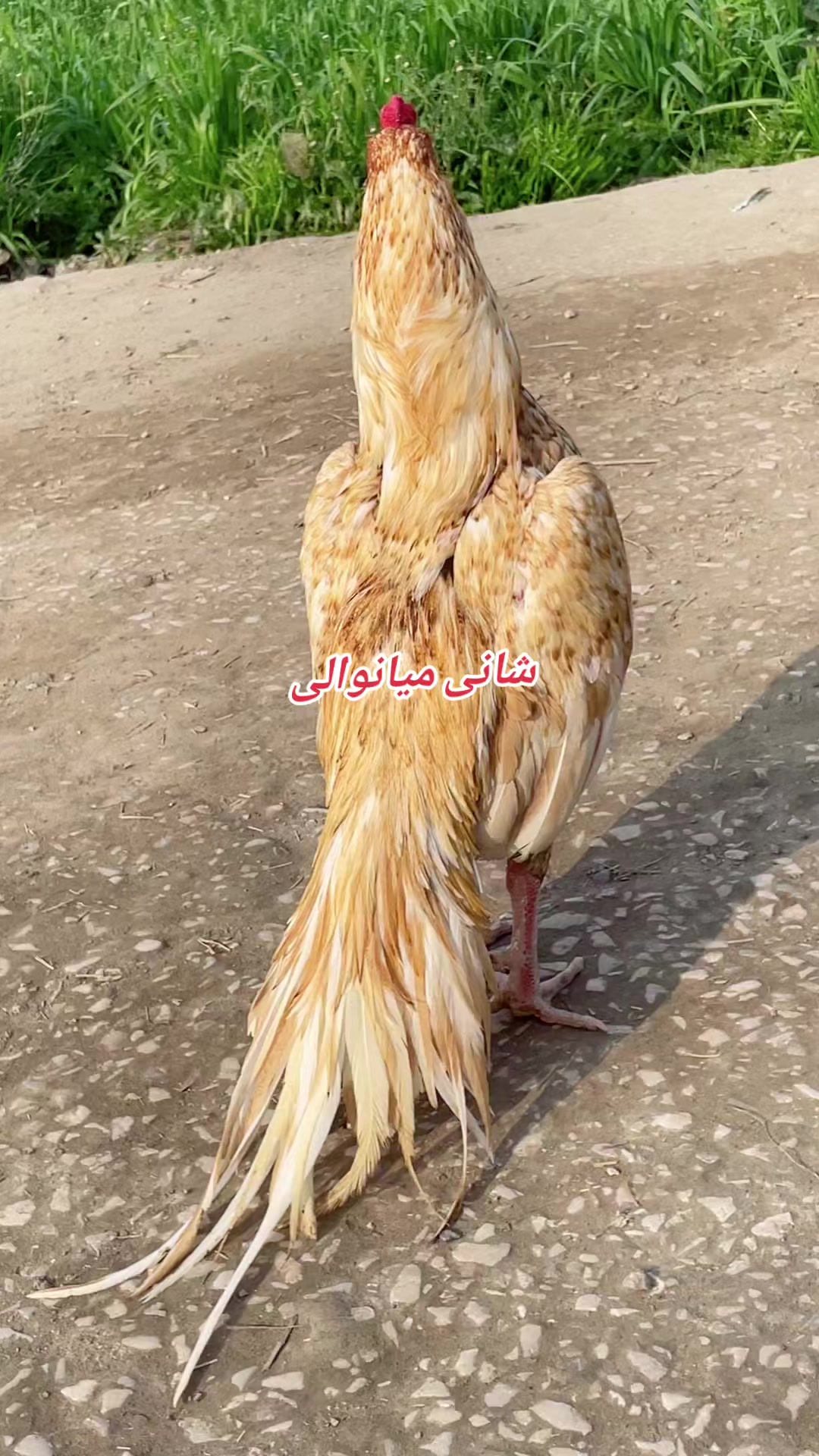 @Shani.Mianwali
