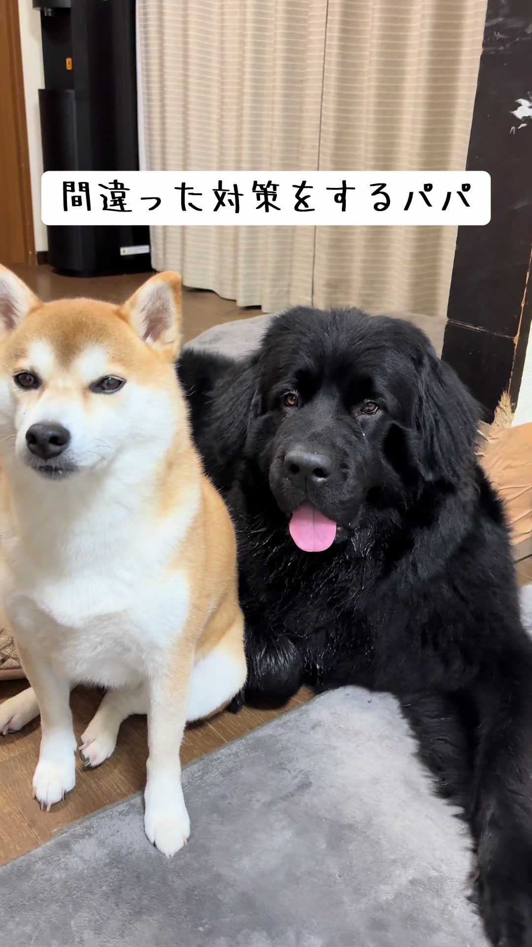 @ムックパパ🔶🐾