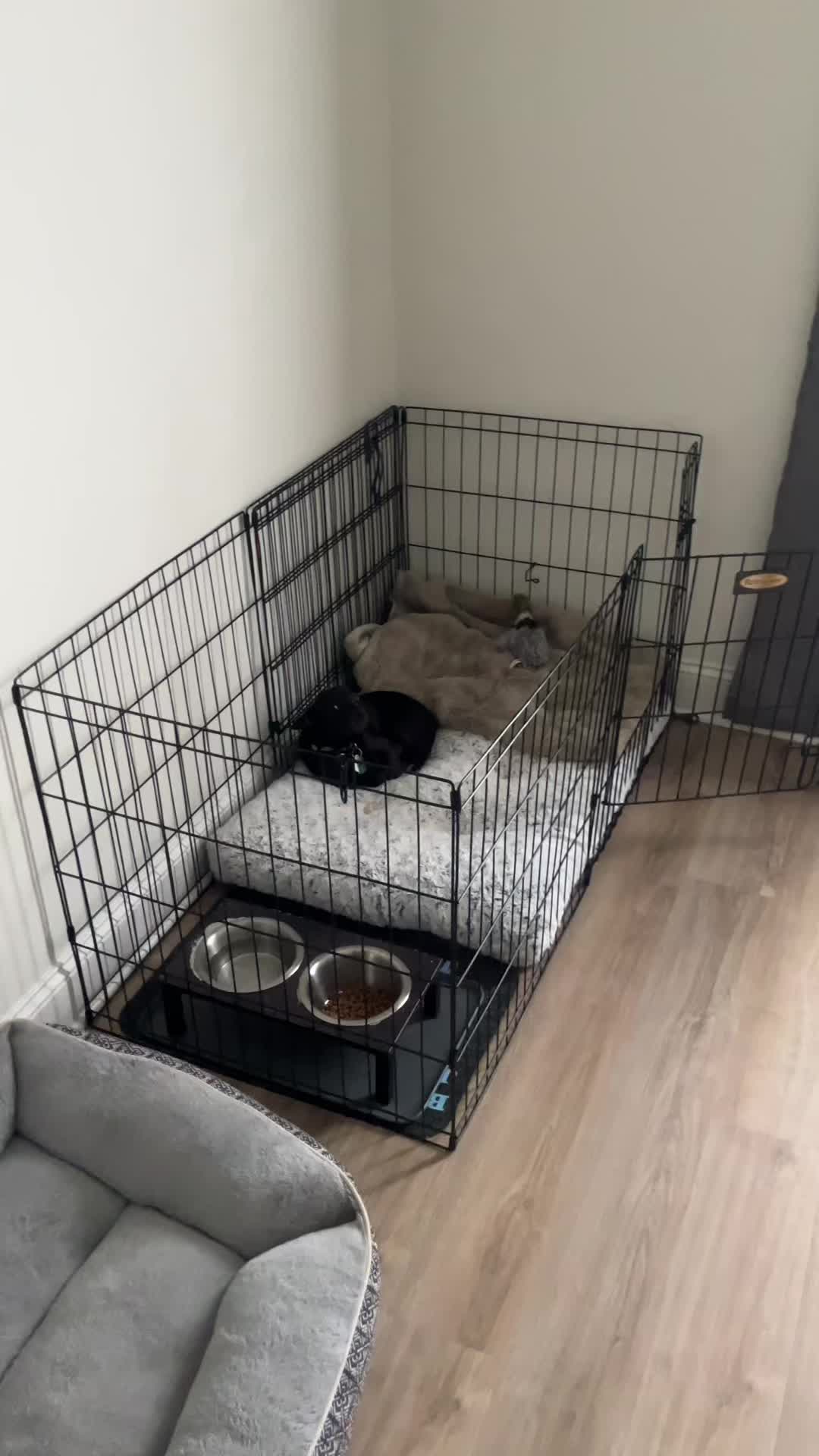 @Blackjack_Chihuahua