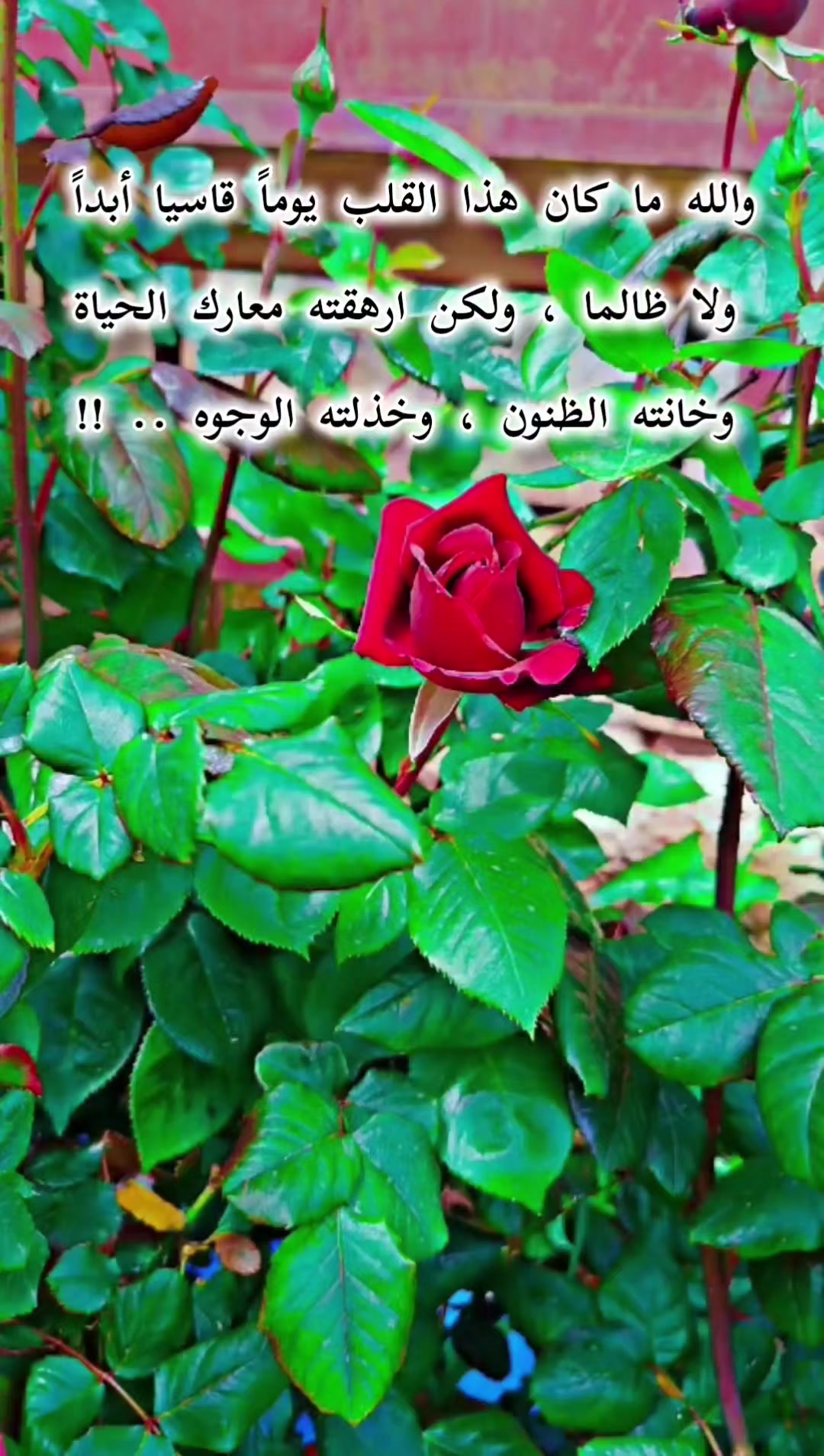 @عبير الورد🧡🍂